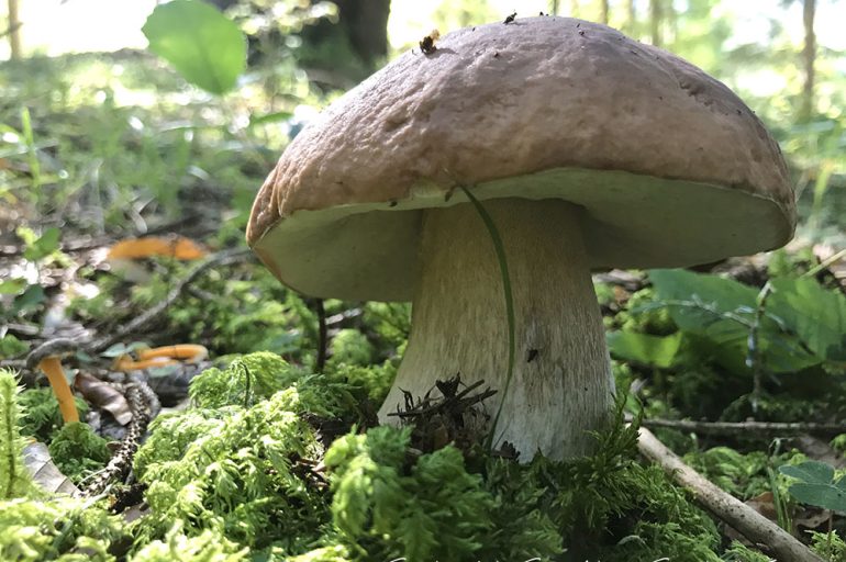 Festa dei funghi a Forni di Sopra