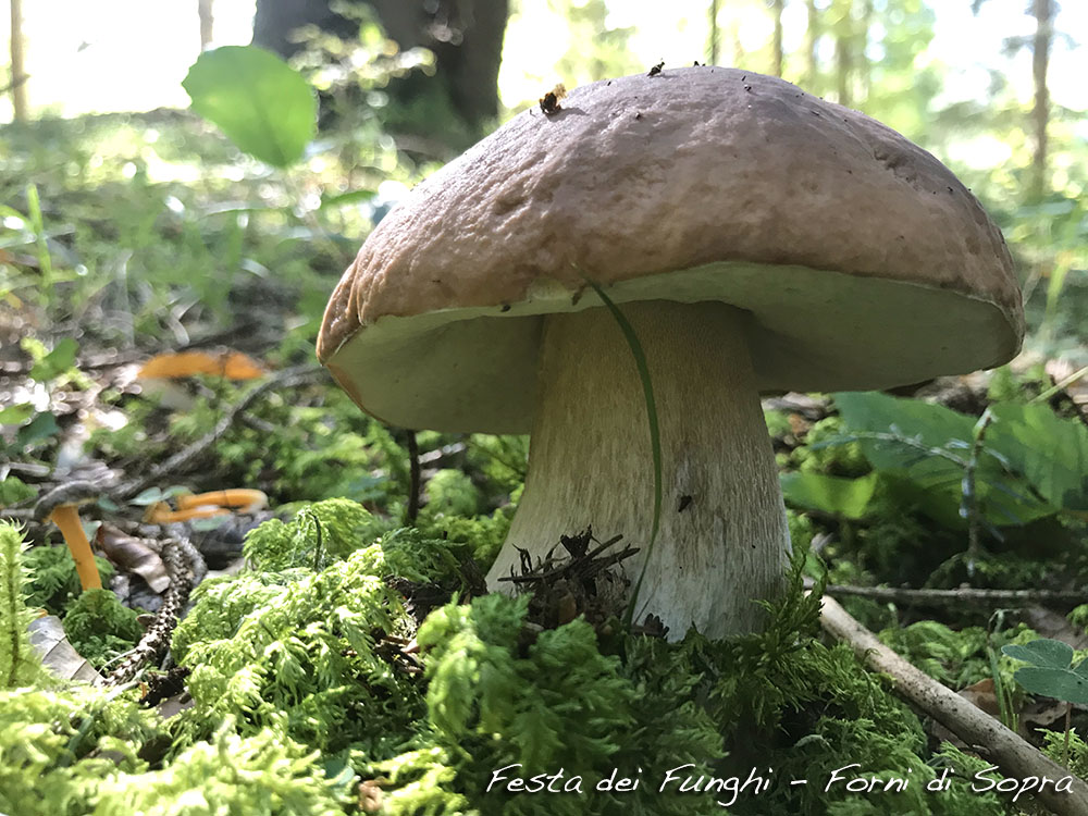 Festa dei funghi a Forni di Sopra