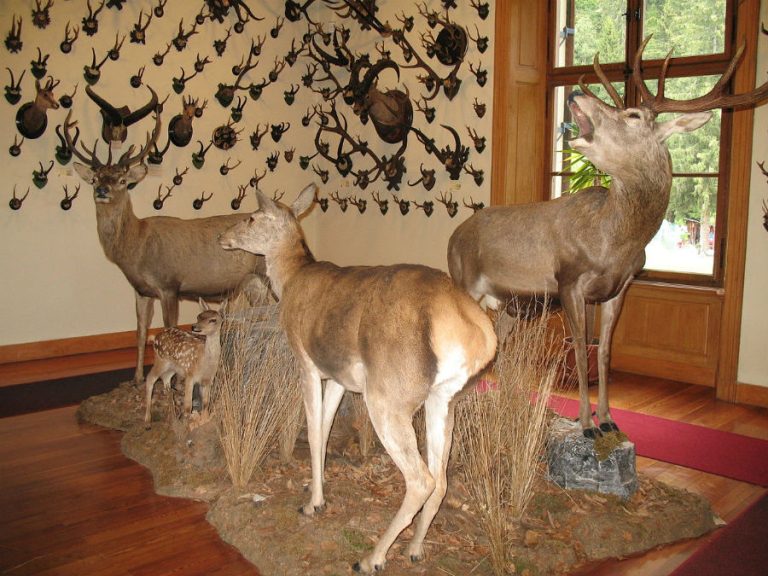 Museo Regionale della Fauna Alpina